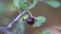 Condalia hookeri