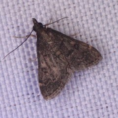 Steniodes declivalis