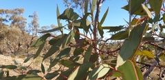 Eucalyptus dumosa