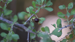 Condalia hookeri