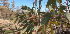 Eucalyptus dumosa