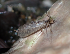Philanisus plebeius