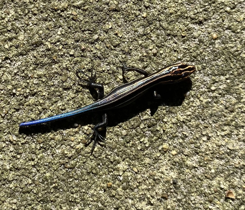 Common Fivelined Skink from Pepperbox Rd, Delmar, DE, US on August 13