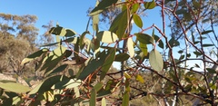 Eucalyptus dumosa