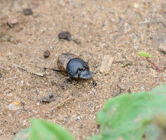 Onthophagus gibbulus