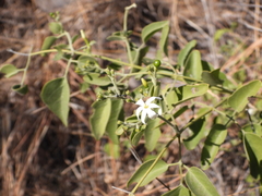 Croton megalobotrys