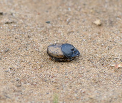 Onthophagus gibbulus