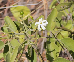 Croton megalobotrys