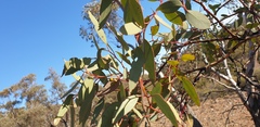 Eucalyptus dumosa