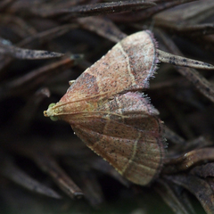 Tegulifera bicoloralis