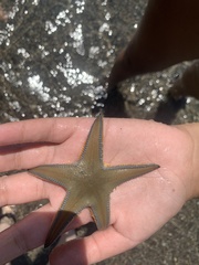 Astropecten jonstoni