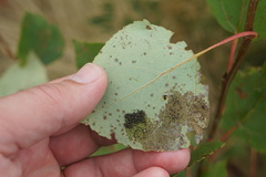 Chrysomela crotchi