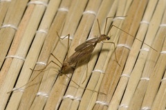 Erioptera