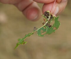 Harmandiola tremulae