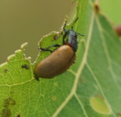 Chrysomela crotchi