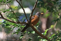 Turdus rubrocanus
