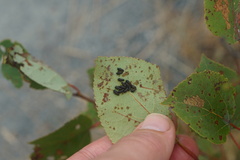 Chrysomela crotchi