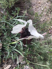 Iris iberica elegantissima