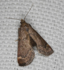 Hypsopygia phoezalis