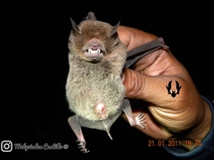 Pteronotus mesoamericanus