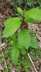 Asimina triloba