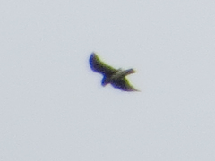 Buteo albigula