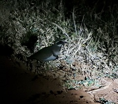 Rhinoptilus chalcopterus