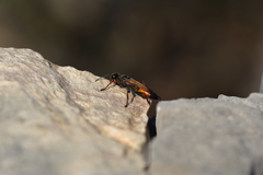 Sphex flavipennis