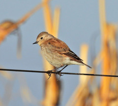 Knipolegus aterrimus