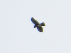 Buteo albigula