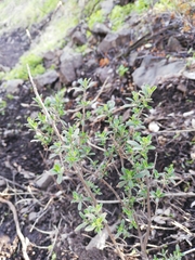 Clinopodium chilense