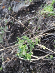 Clinopodium chilense