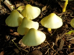 Leucocoprinus