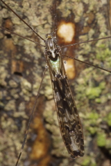 Discobola tessellata