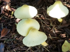 Leucocoprinus