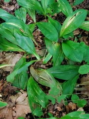 Clintonia umbellulata