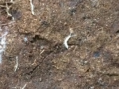 Symphyla