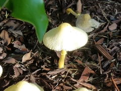 Leucocoprinus