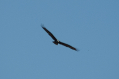 Buteogallus anthracinus