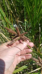 Bolboschoenus maritimus paludosus