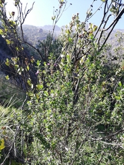 Clinopodium chilense