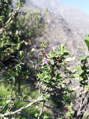 Clinopodium chilense