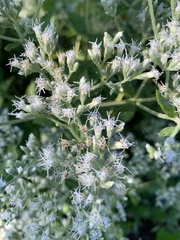 Eupatorium cordigerum