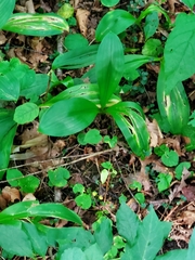 Clintonia umbellulata