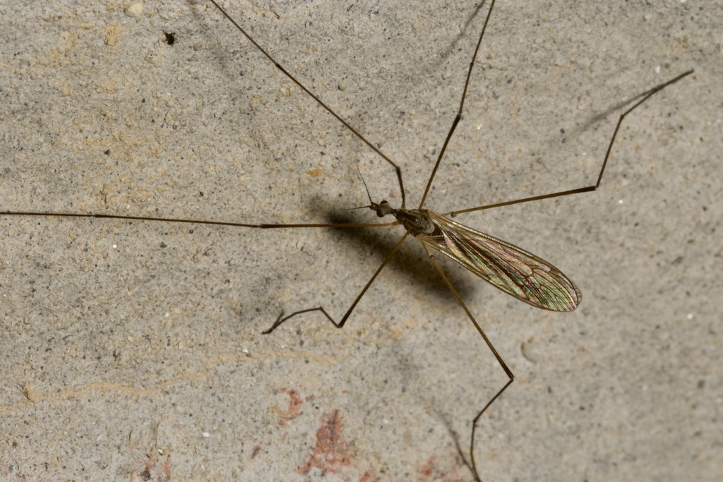 Pseudolimnophila lucorum