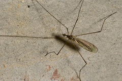Pseudolimnophila lucorum