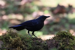 Myophonus caeruleus caeruleus