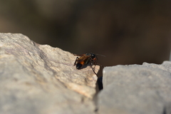 Sphex flavipennis