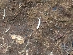 Symphyla