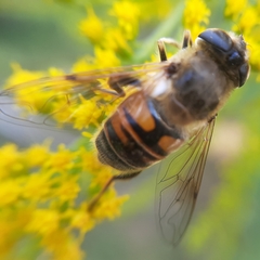 Eristalis tenax